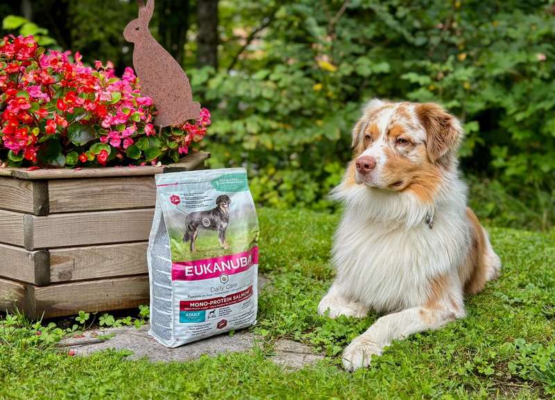 Luki liegt neben dem Eukanuba Futtersack