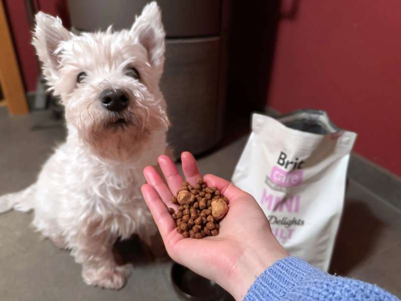 Brit Care Mini Trockenfutter f&uuml;r kleine und m&auml;kelige Hunde Erfahrungen mit Westie Romeo