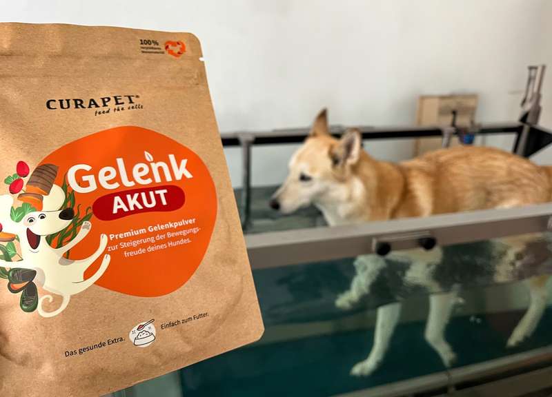 GelenkAkut Pulver im Vordergrund, kaya dahinter auf Unterwasserlaufband