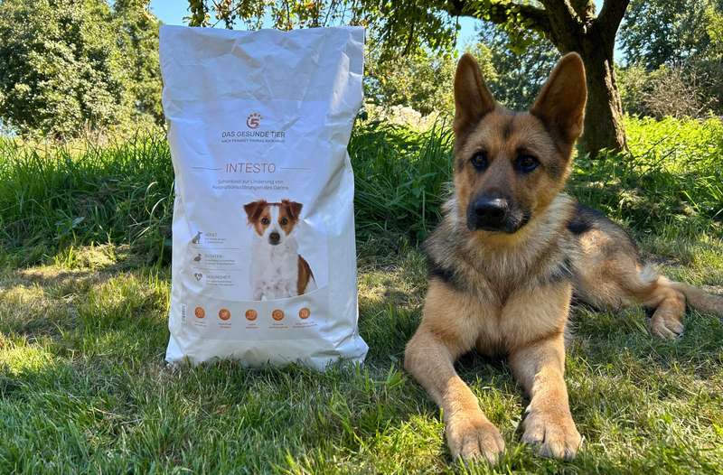 Hund Bella mit INTESTO Trockenfutter von Das Gesunde Tier im Gras