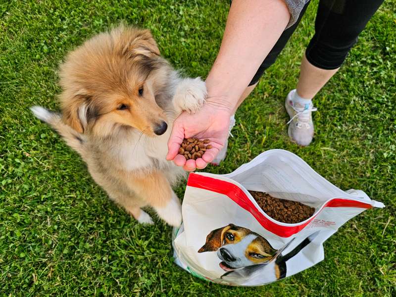 Collie Welpe mit Hill‘s Trockenfutter und Hand voller Trockenfutter