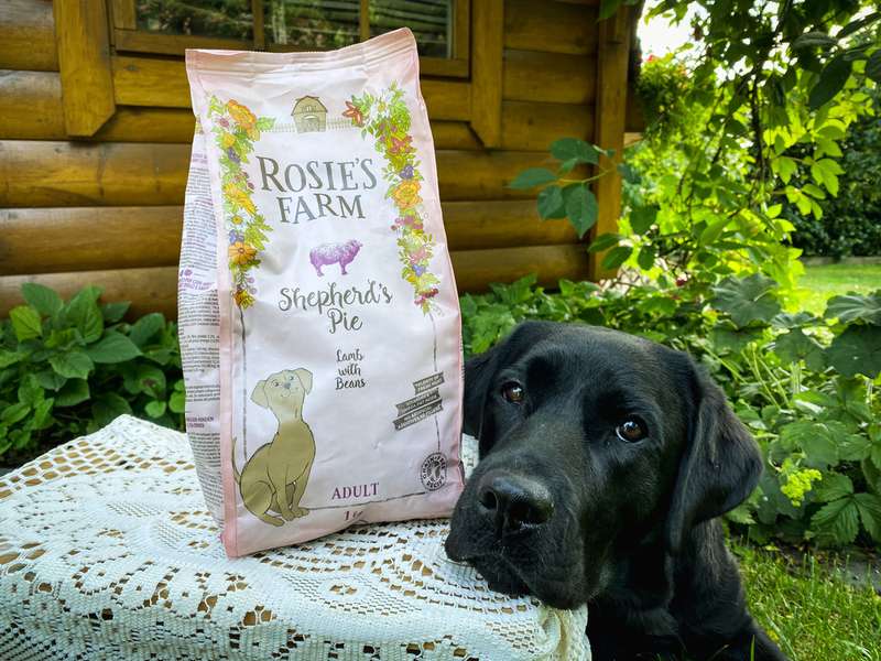 Labrador mit Trockenfutter