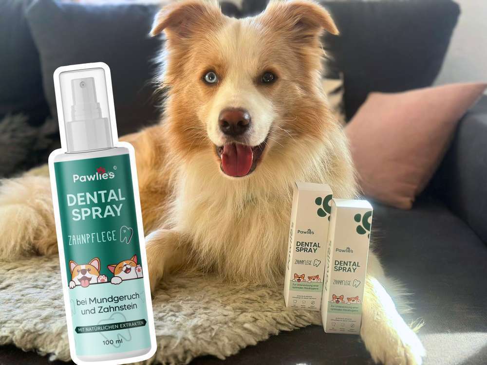 Pawlie’s Dentalspray im Dogorama Test: Sanfte Zahnpflege für Hunde als Alternative zum Zähneputzen?