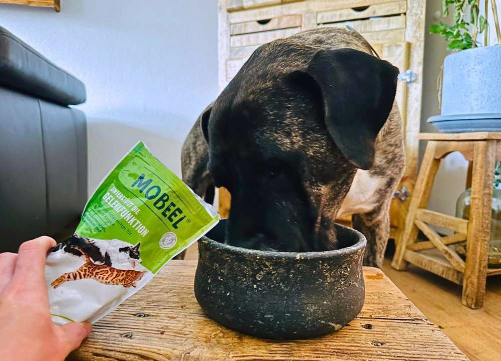 tests-Mobeel von Heel Vet im Dogorama Futtertest | Gelenkgesundheit des Hundes unterstützen-Bild