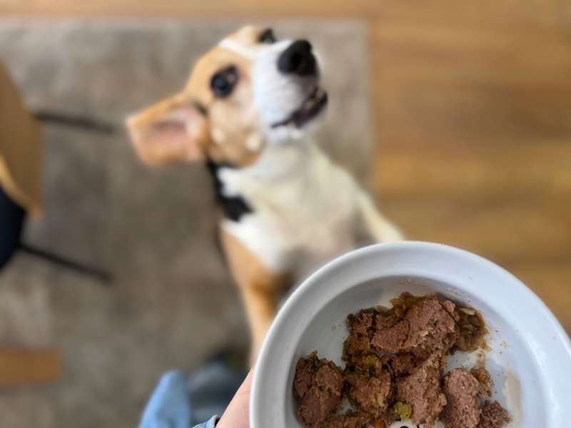 Haltbares Frischfutter f&uuml;r Hunde Erfahrungen