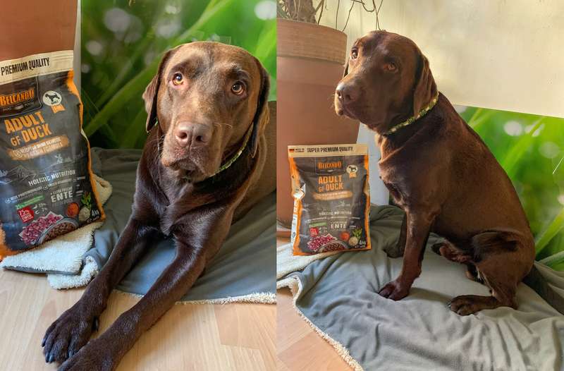 Henri mit dem BELCANDO ADULT GF DUCK Trockenfutter - zwei Bilder