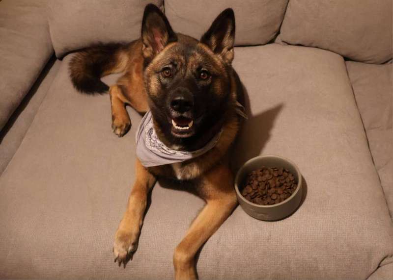 Hund liegt neben Trockenfutter auf der Couch