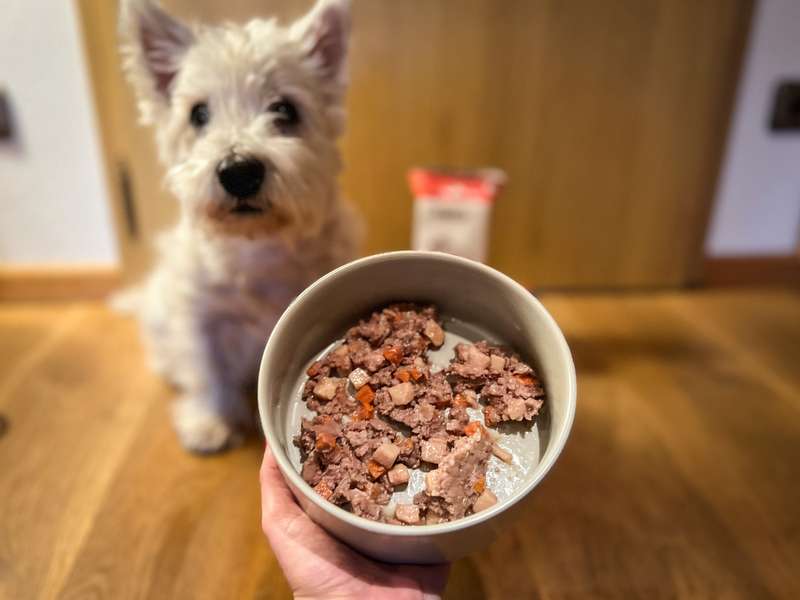 Romeo mit Nassfutter im Napf vor ihm