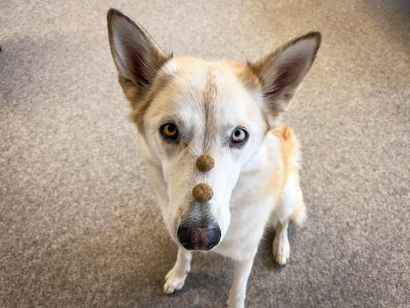 Kaya mit dem Futter von Goood auf der Nase