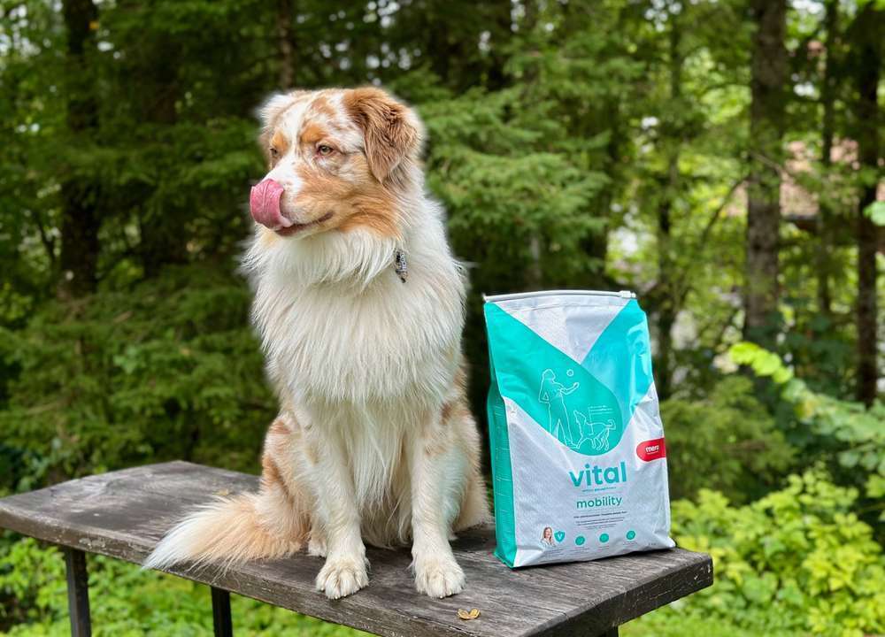tests-Wir testen mera vital mobility Hund | Trockenfutter bei Gelenkerkrankungen und Entzündungen-Bild