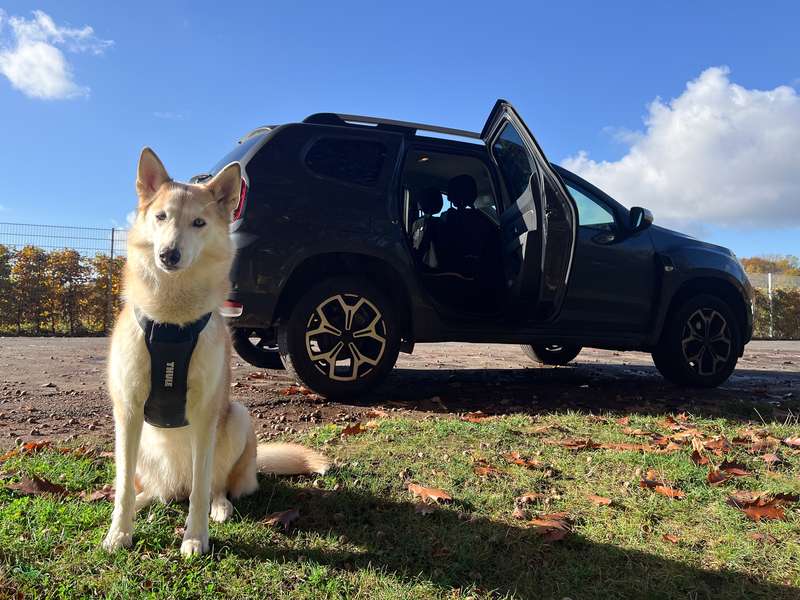Kaya mit dem Thule Cappy Sicherheitsgeschirr, vor dem Auto