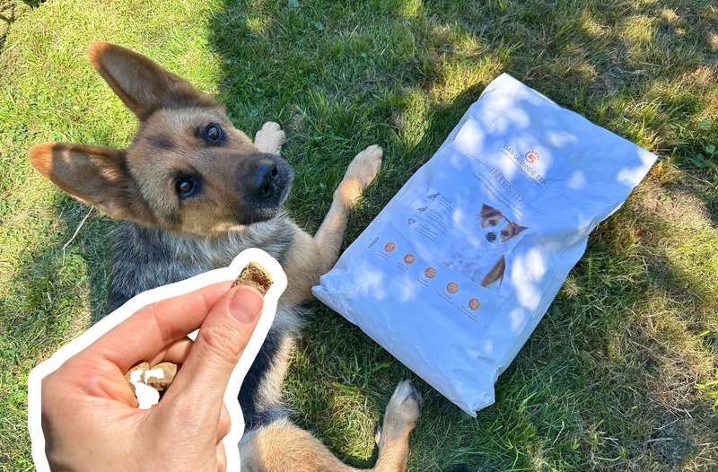 Hund Bella mit INTESTO Trockenfutter von Das Gesunde Tier im Gras, Hand mit Trockenftter davor