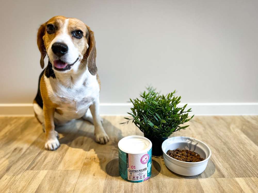 tests-Dogorama testet das GASTRO Pulver von FAVLY Petfood | mit Tierarzt- und Community-Bewertung -Bild