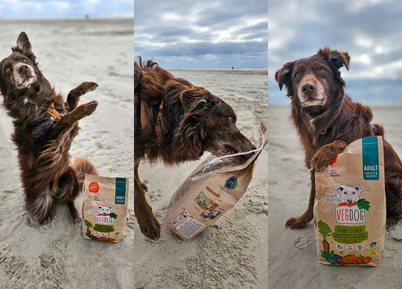 Drei Bilder von Dori mit dem Green Crunch Trockenfutter von VEGDOG