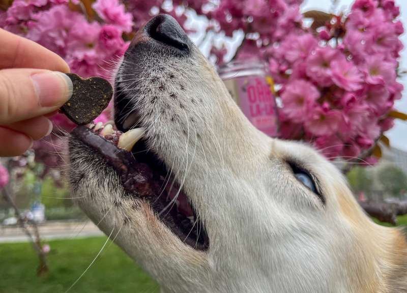Kaya isst das BEAUTY Leckerli