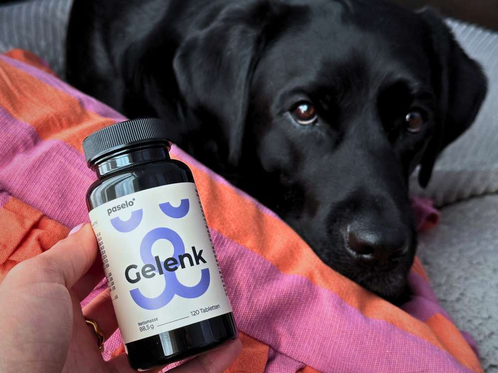 tests-Dogorama Futtertest: paselo® Gelenktabletten – Hochdosierte Gelenkunterstützung für Hunde 🐶-Bild