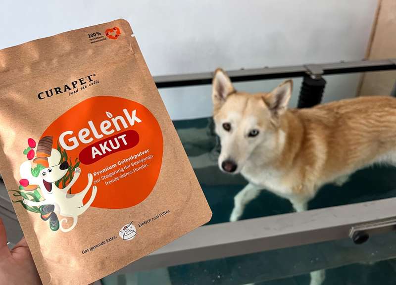 Kaya auf Unterwasserlaufband, GelenkAkut Pulver im Vordergrund