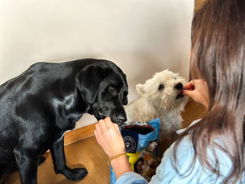 Romeo und Sali dürfen das Trockenfutter nun probieren
