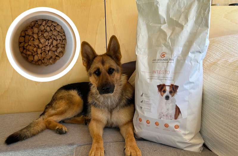 Hund Bella mit INTESTO Trockenfutter von Das Gesunde Tier auf einer Liege