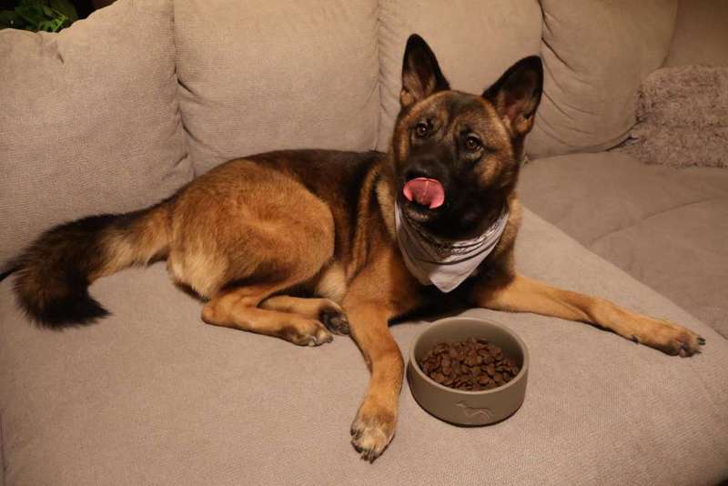 Hund liegt neben Trockenfutter auf der Couch