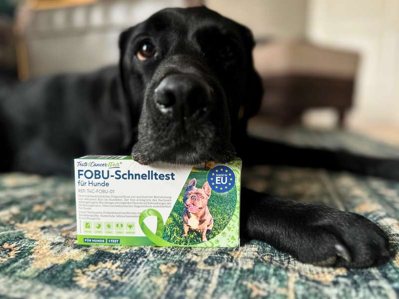Blut im Hundekot entdecken - Labrador Kottest 
