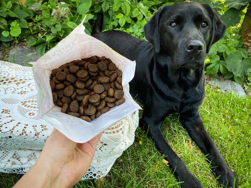 Offene Trockenfuttertüte und Labrador