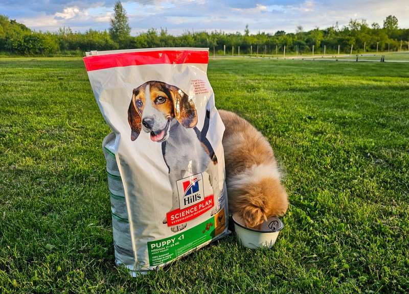 Collie Welpe mit Hill‘s Trockenfutter 