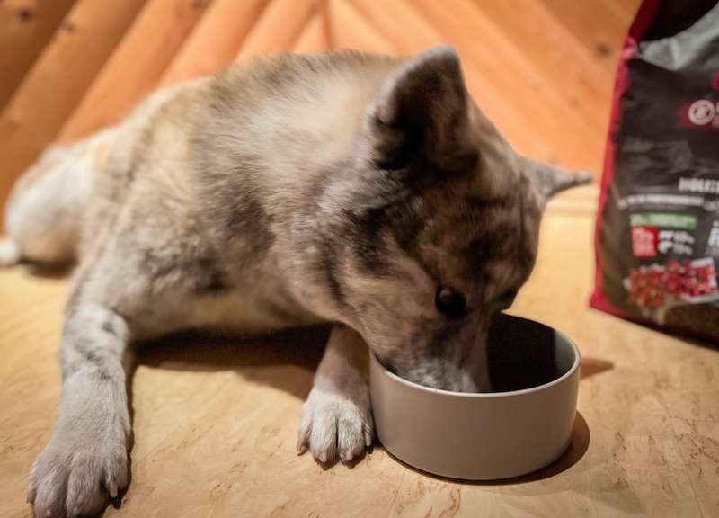 Tora frisst das Trockenfutter von Belcando aus der Schüssel