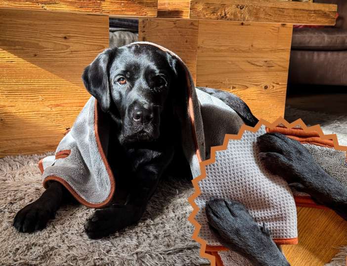 tests-Top 5 Gründe, warum Fens Handtücher deine Hundepflege revolutionieren | Hundehandtücher von fens im Dogorama Test -Bild