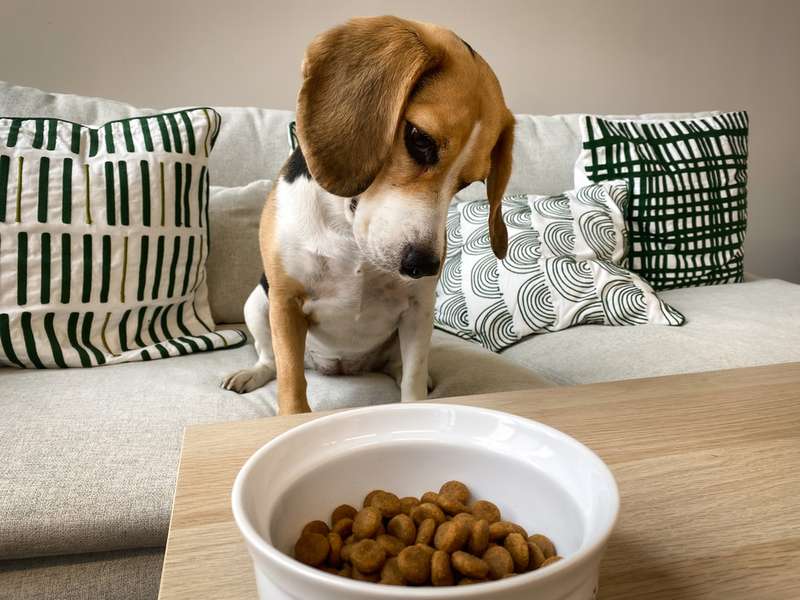 Emma schaut gespannt, was sich in ihrem Futternapf befindet