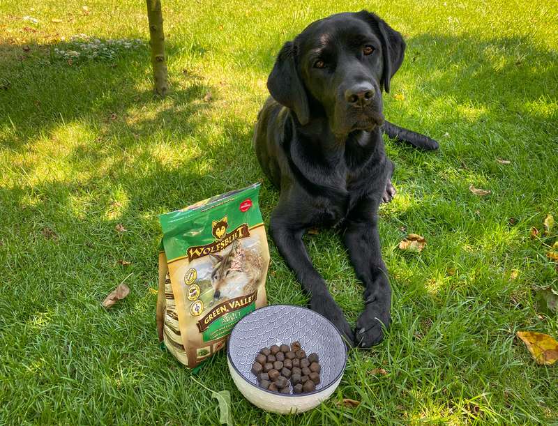 Labrador mit Schüssel und Futtersack