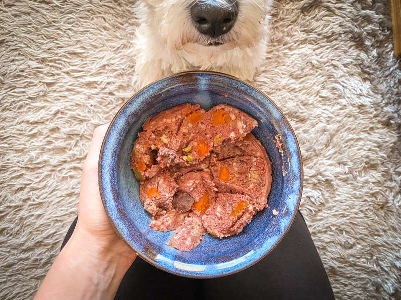 Hund schaut zur gefüllten Futterschüssel