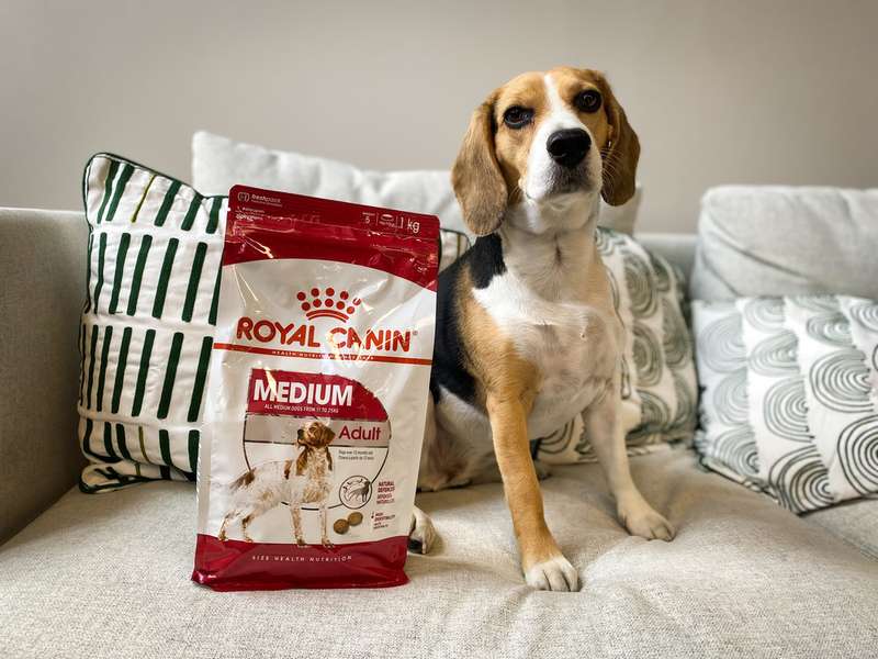 Test-Beagle Emma mit dem Royal Canin Medium Adult Trockenfutter