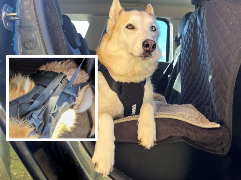 Kaya mit dem Thule Cappy Sicherheitsgeschirr Nahaufnahme