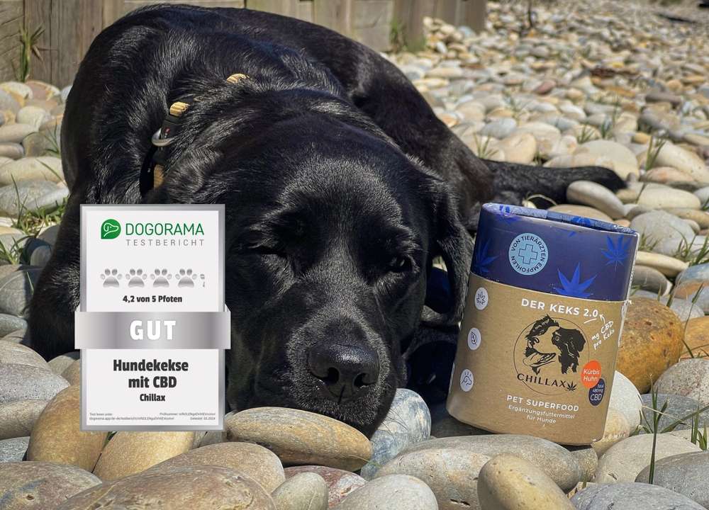 tests-Großer Dogorama Test der Chillax Hundekekse mit CBD inklusive Bewertungen-Bild