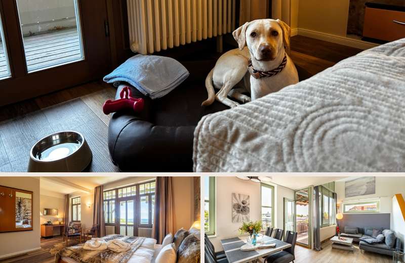 H&uuml;ndin Leila in Hotelzimmer & zwei Varianten der Zimmer