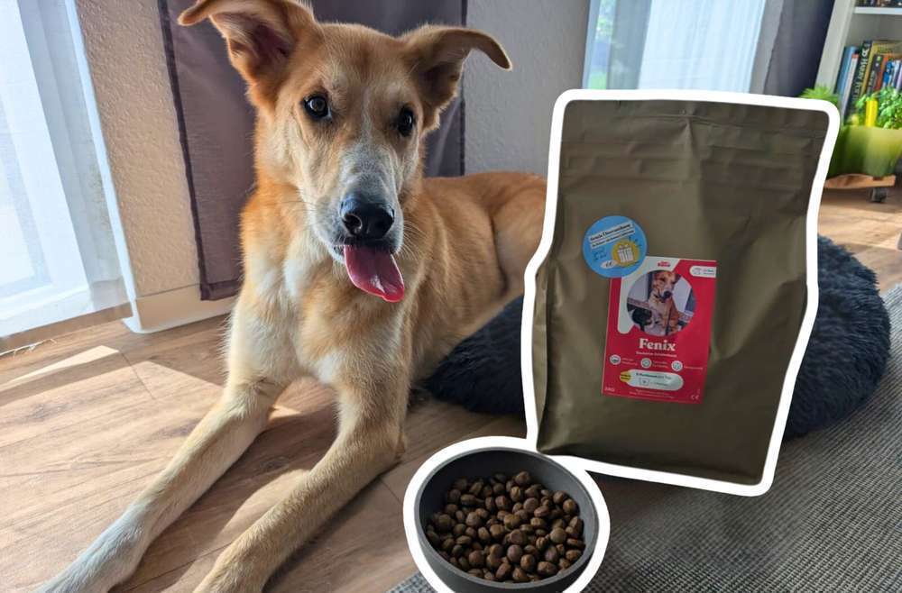 tests-Just Russel im Futtertest: Erfahrungsbericht zu personalisiertem Hundefutter im Abo | Tierarzt und Community Check-Bild