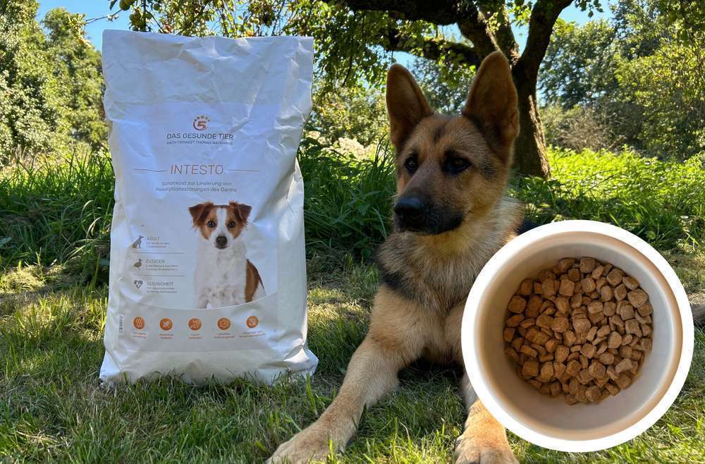 tests-Verdauungsprobleme beim Hund? Unser Erfahrungsbericht mit INTESTO Schonkost Futter von Das Gesunde Tier-Bild