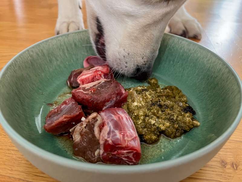 Hund testet Darmkur von Das Gesunde Tier zur Darmsanierung