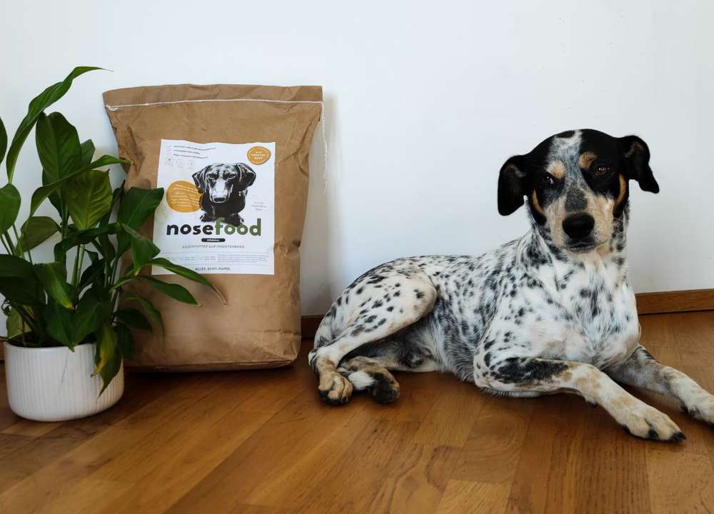 Dogorama Futtertest: nosefood ORIGINAL Insekten Trockenfutter | ideal für empfindliche Hunde