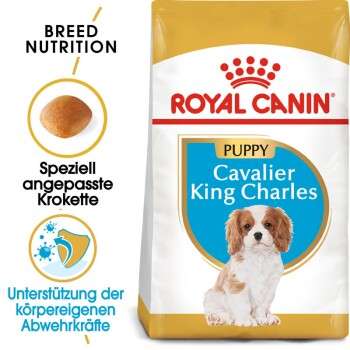 tests-Royal Canin Cavalier King Charles Puppy-Bild