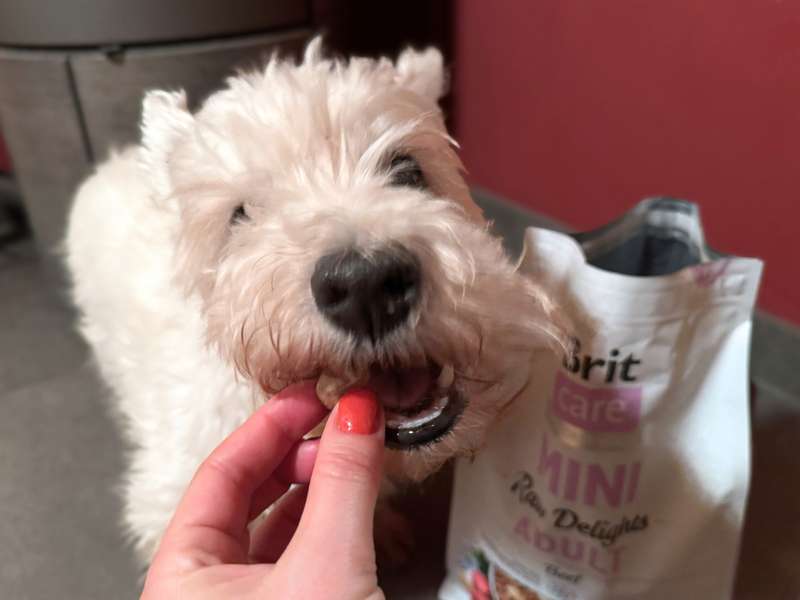 Brit Care Mini Trockenfutter f&uuml;r kleine Hunde Erfahrungen mit Westie Romeo