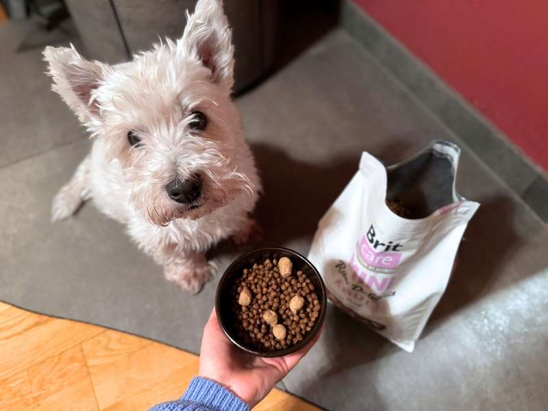 Brit Care Mini Trockenfutter f&uuml;r kleine Hunde Erfahrungen mit Westie Romeo