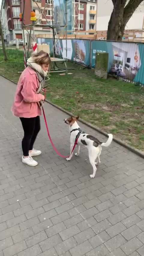 Mischlinge raten - Rätselspaß-Beitrag-Bild