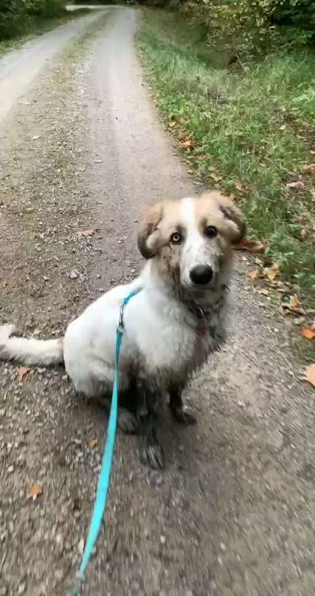 Herdenschutzhunde-Beitrag-Bild