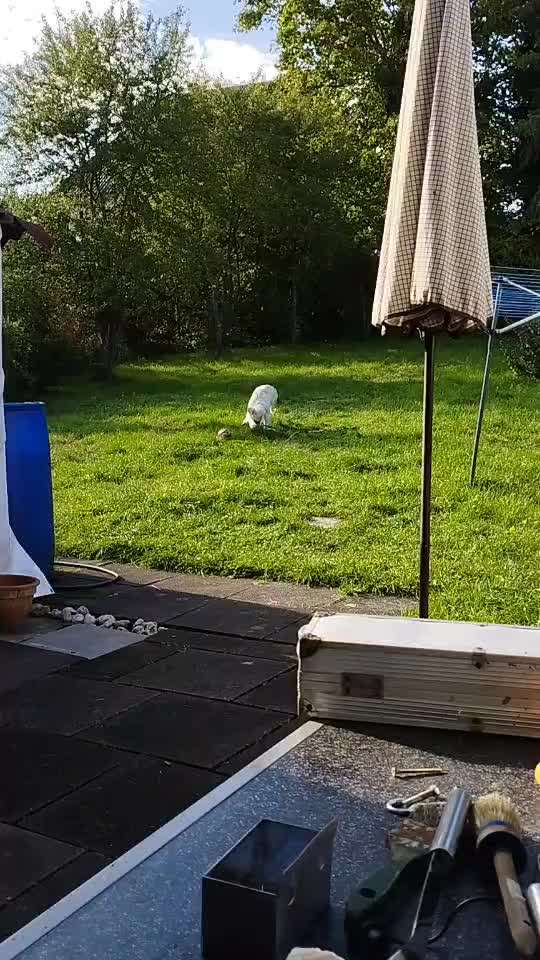 Futter für muskelaufbau-Beitrag-Bild