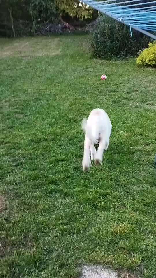 Futter für muskelaufbau-Beitrag-Bild