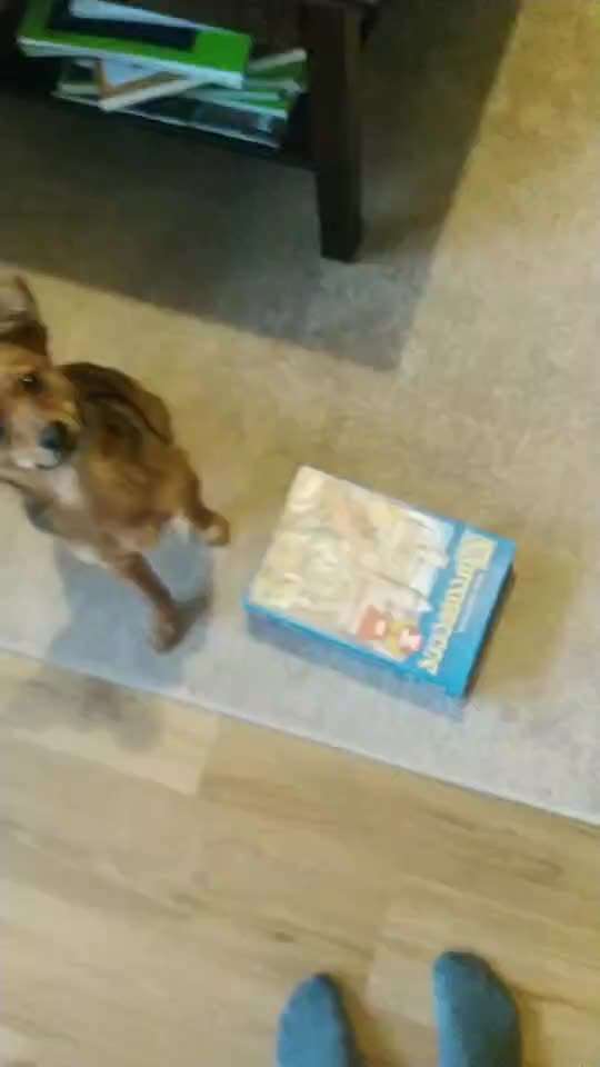 Trick Challenge 24 ,,Elefantentrick"-Beitrag-Bild