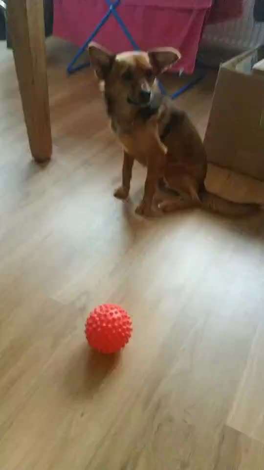 Trick Challenge Nr. 21 Treibball-Beitrag-Bild