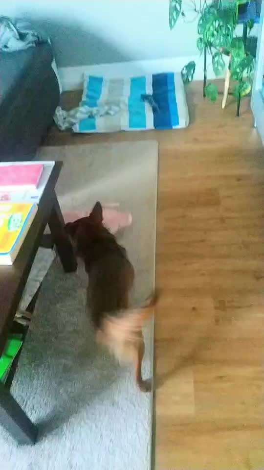 Euer Hund und sein Lieblingskuscheltier-Beitrag-Bild